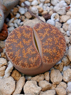C031 	Lithops lesliei ssp. lesliei v. lesliei