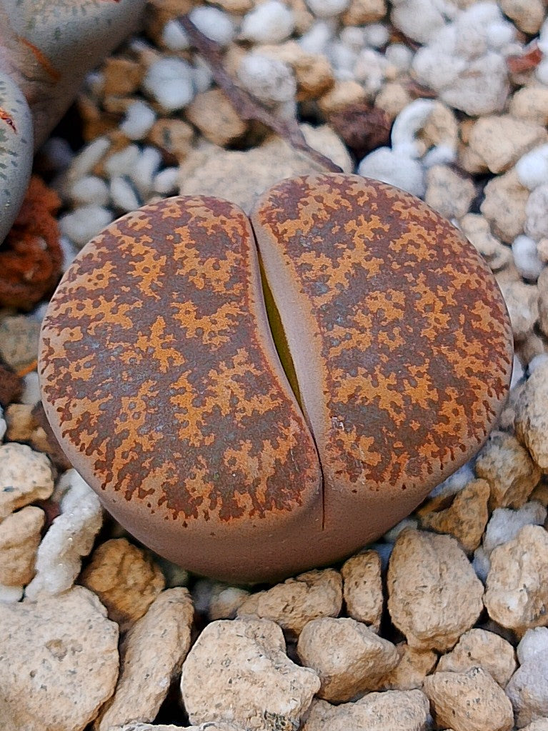 C031 	Lithops lesliei ssp. lesliei v. lesliei