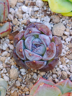 Echeveria Black colorata | maceta 2.5"