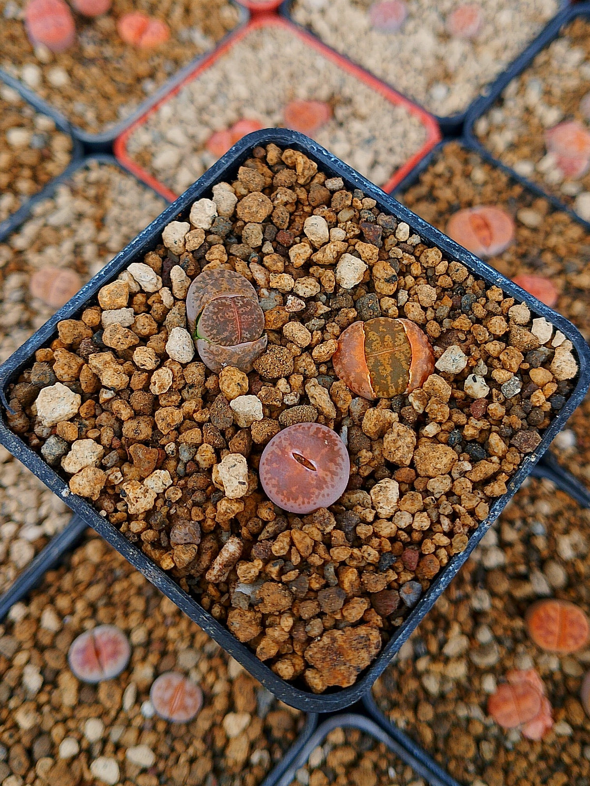 Paquete lithops Mix U | 1 año de edad