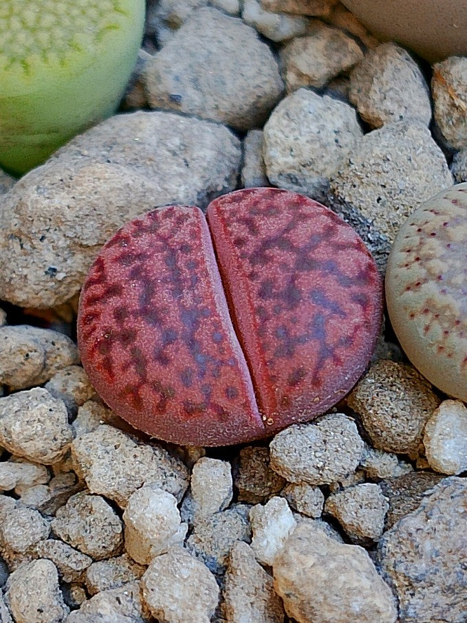 Lithops bromfieldii var. glaudinae 'Embers'