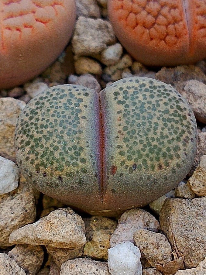 C253 	Lithops terricolor (syn. peersii)