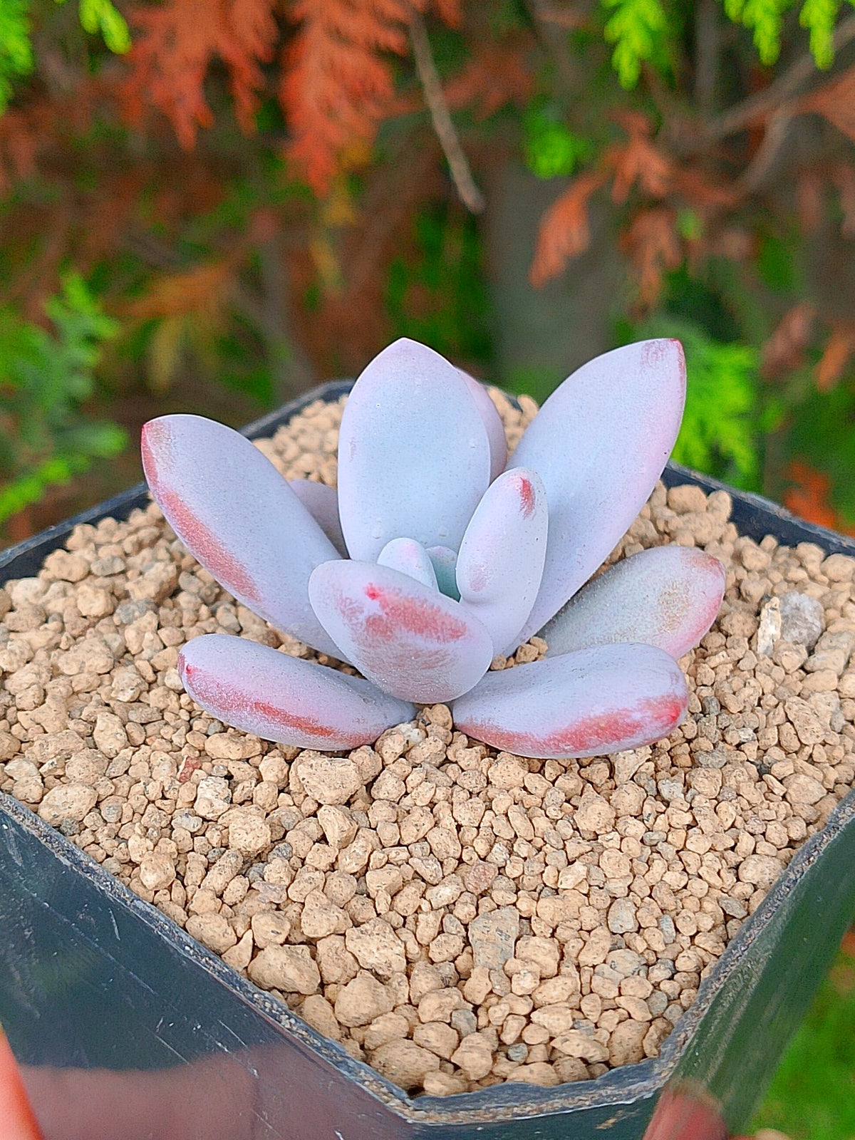 Pachyphytum Laon | maceta 3"