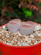 Lithops Hallii | 2 cabezas