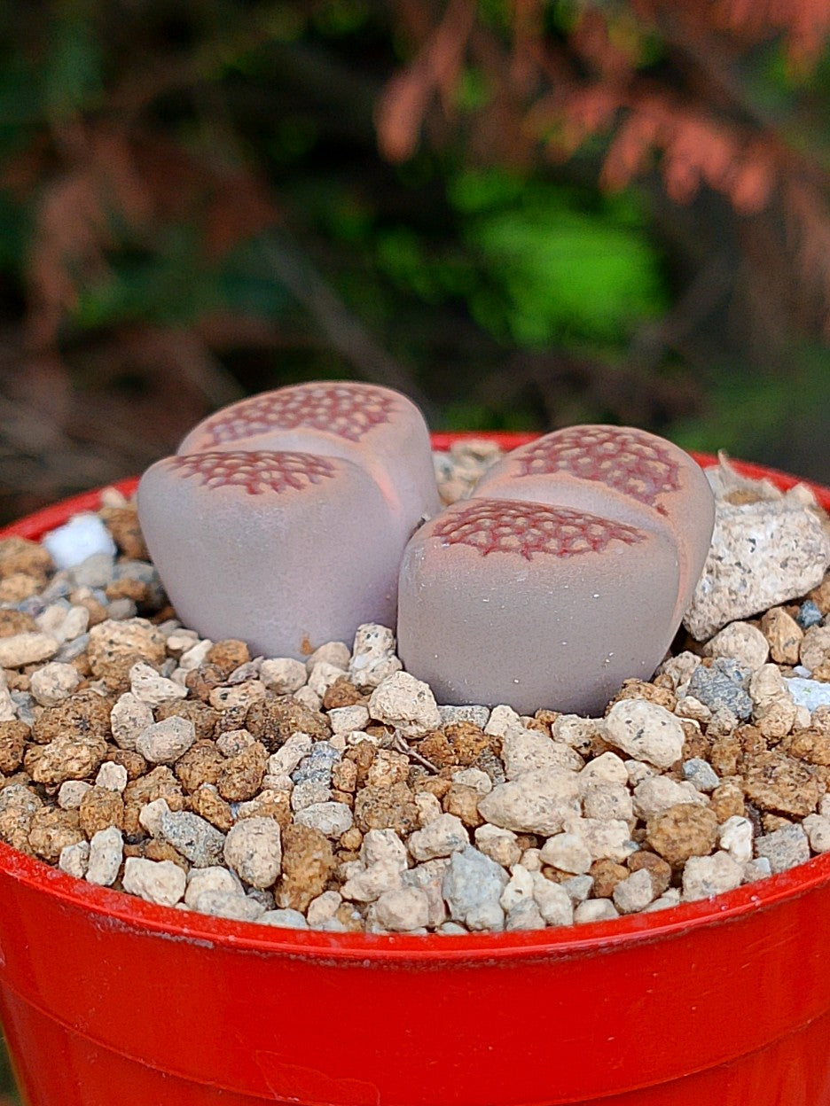 Lithops Hallii | 2 cabezas