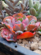 Echeveria Beyoncé rainbow v | maceta 3.5"