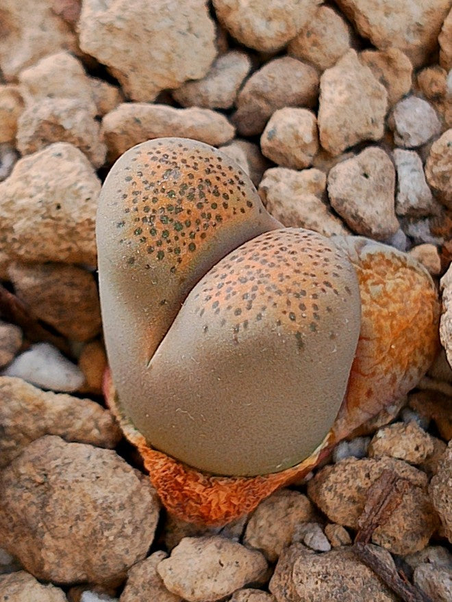 C345 	Lithops terricolor