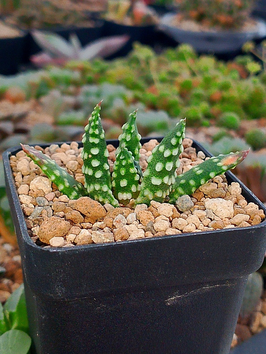 Haworthia Pumilla 'Donuts' x H. Angel's tears | maceta 2"