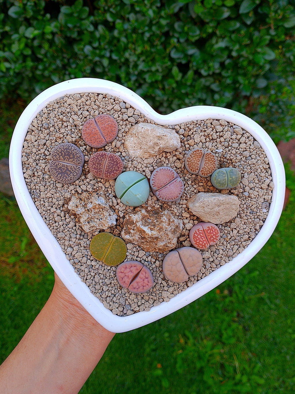 Paquete lithops Mix - Corazón A