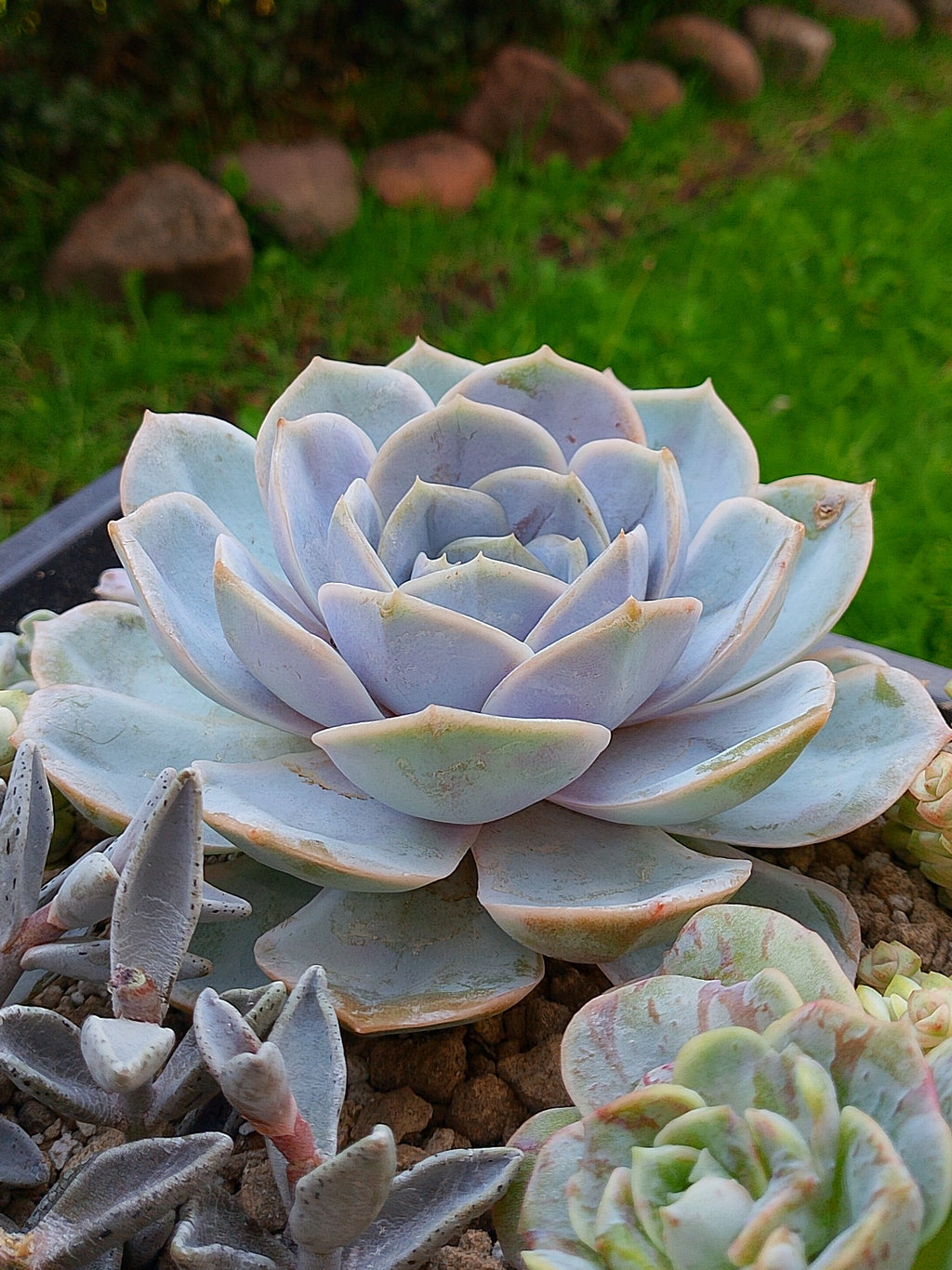 Echeveria Blue surprice| maceta 5"