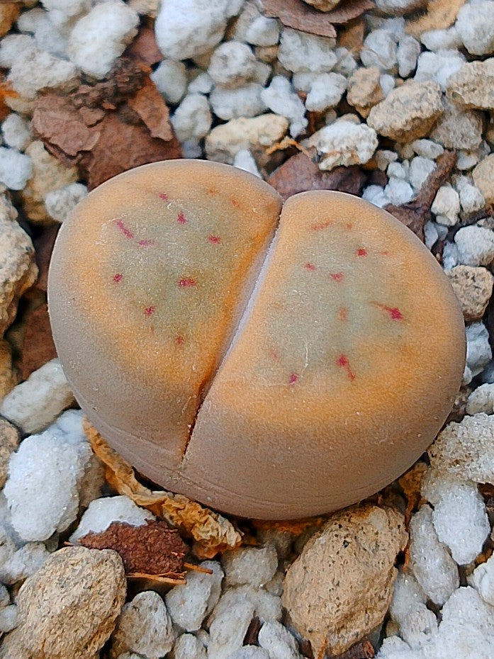 C249 	Lithops schwantesii ssp. schwantesii v. marthae