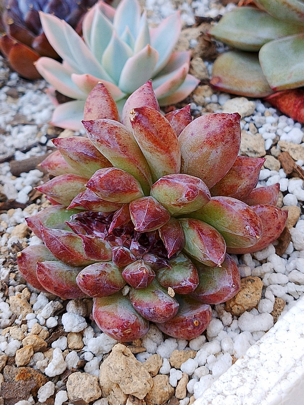 Echeveria Channel rose