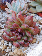 Echeveria Channel rose