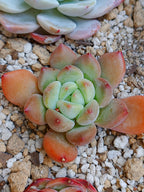 Echeveria Maverick B