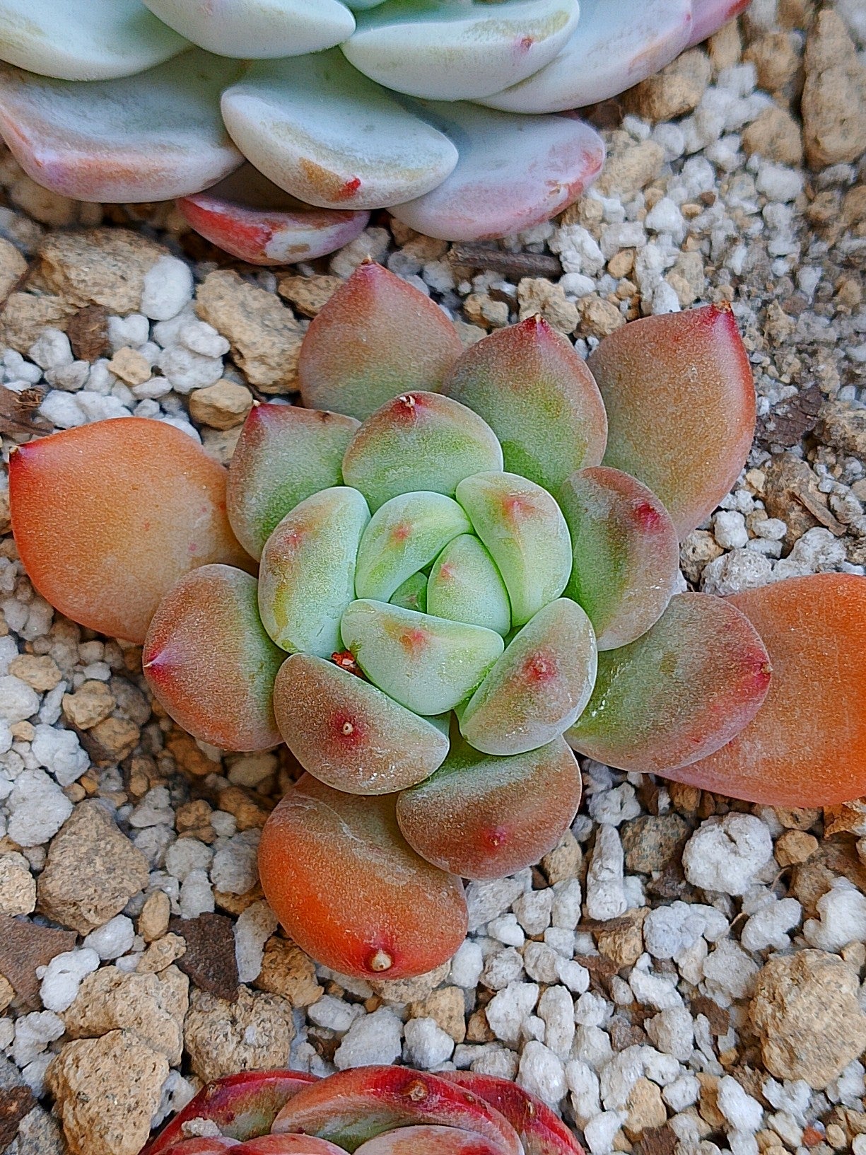 Echeveria Maverick B