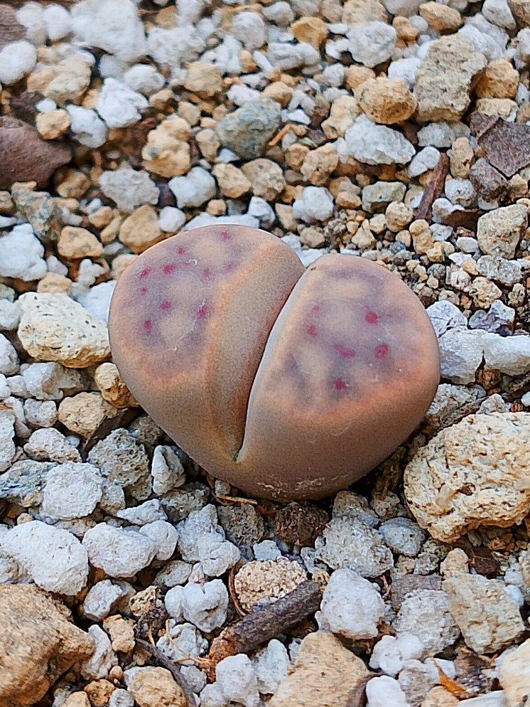 C206 	Lithops dinteri ssp. dinteri v. dinteri B 2 años