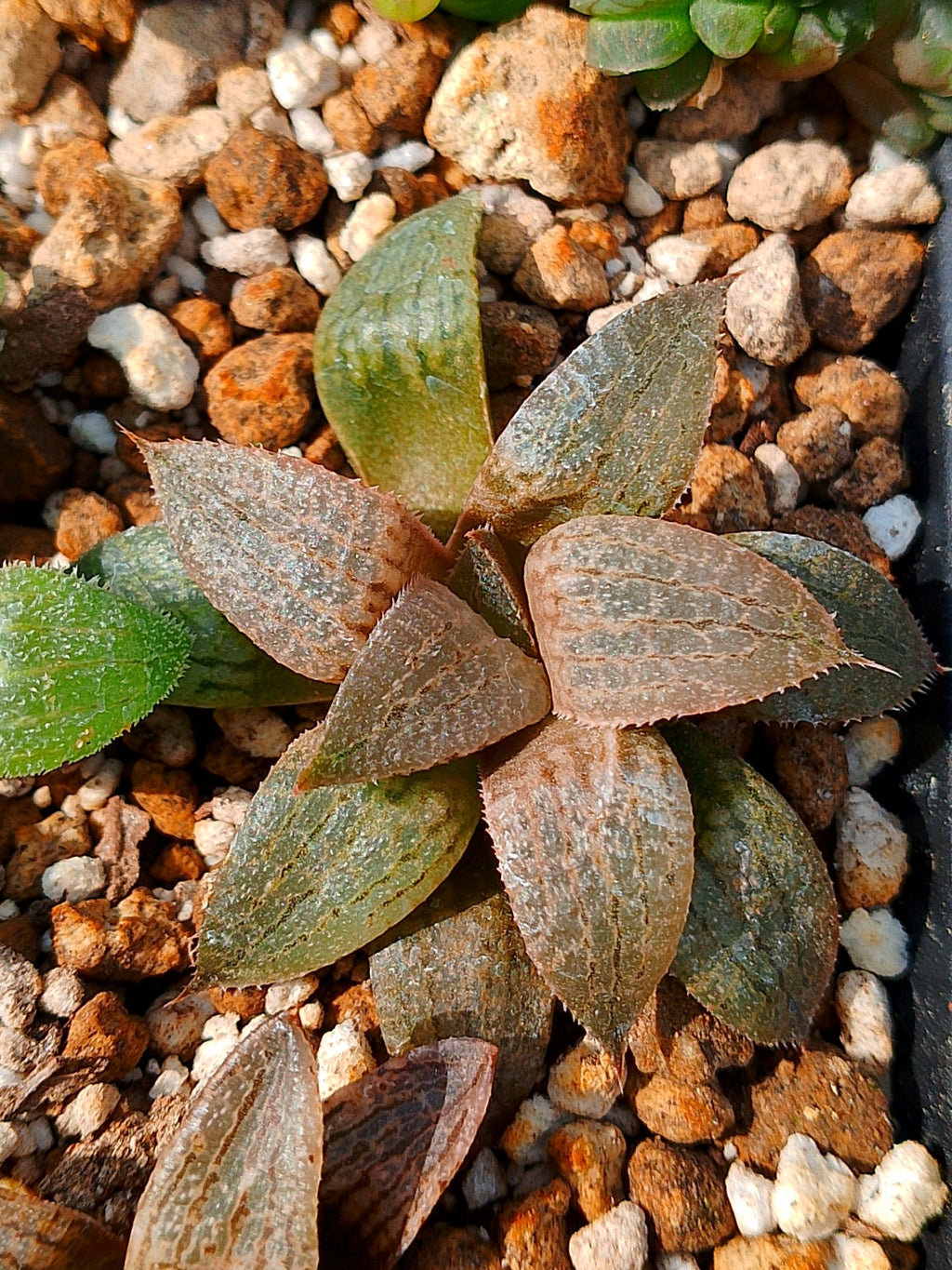 Haworthia RG H | maceta 3"