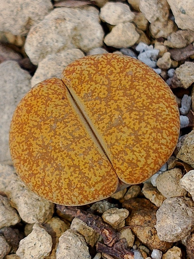 Cl016 Lithops Leslie