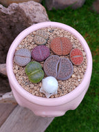 Paquete lithops Mix - Caldero fantasma