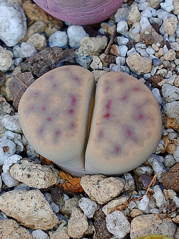 C326 	Lithops dinteri ssp. multipunctata