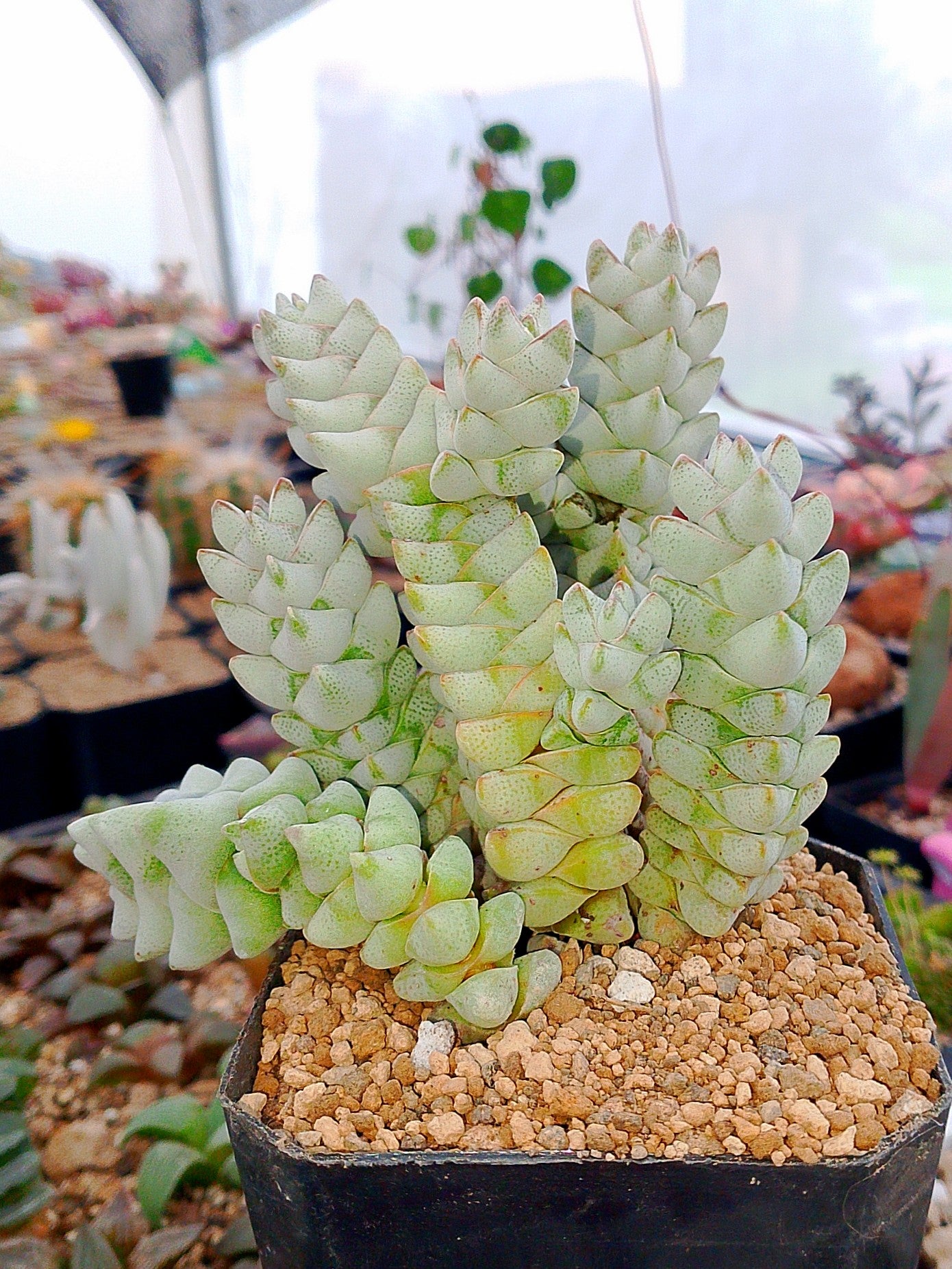 Crassula Deceptor | maceta 4"