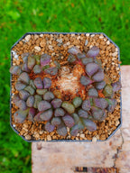 Aloinopsis schooneesii