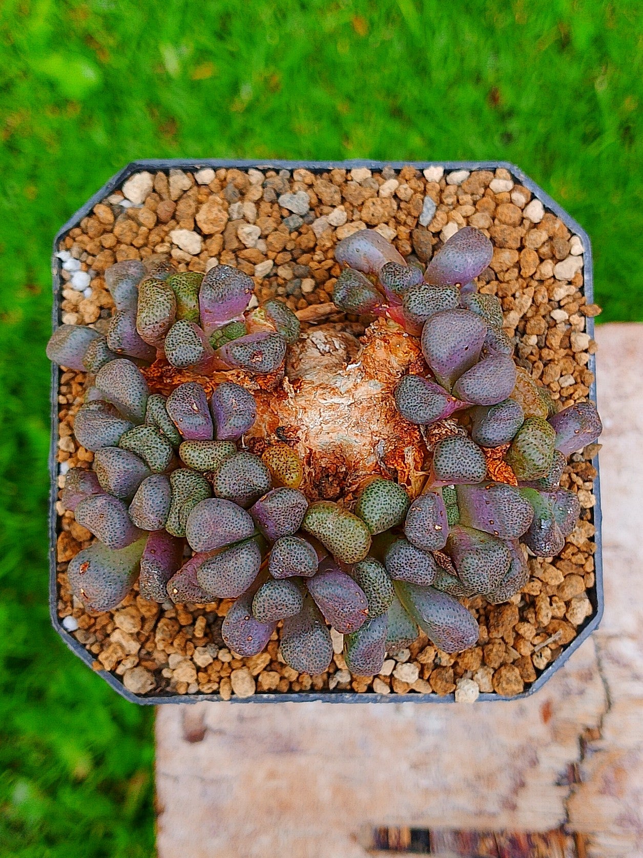 Aloinopsis schooneesii