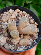 Lithops Naureeniae  | 2 cabezas