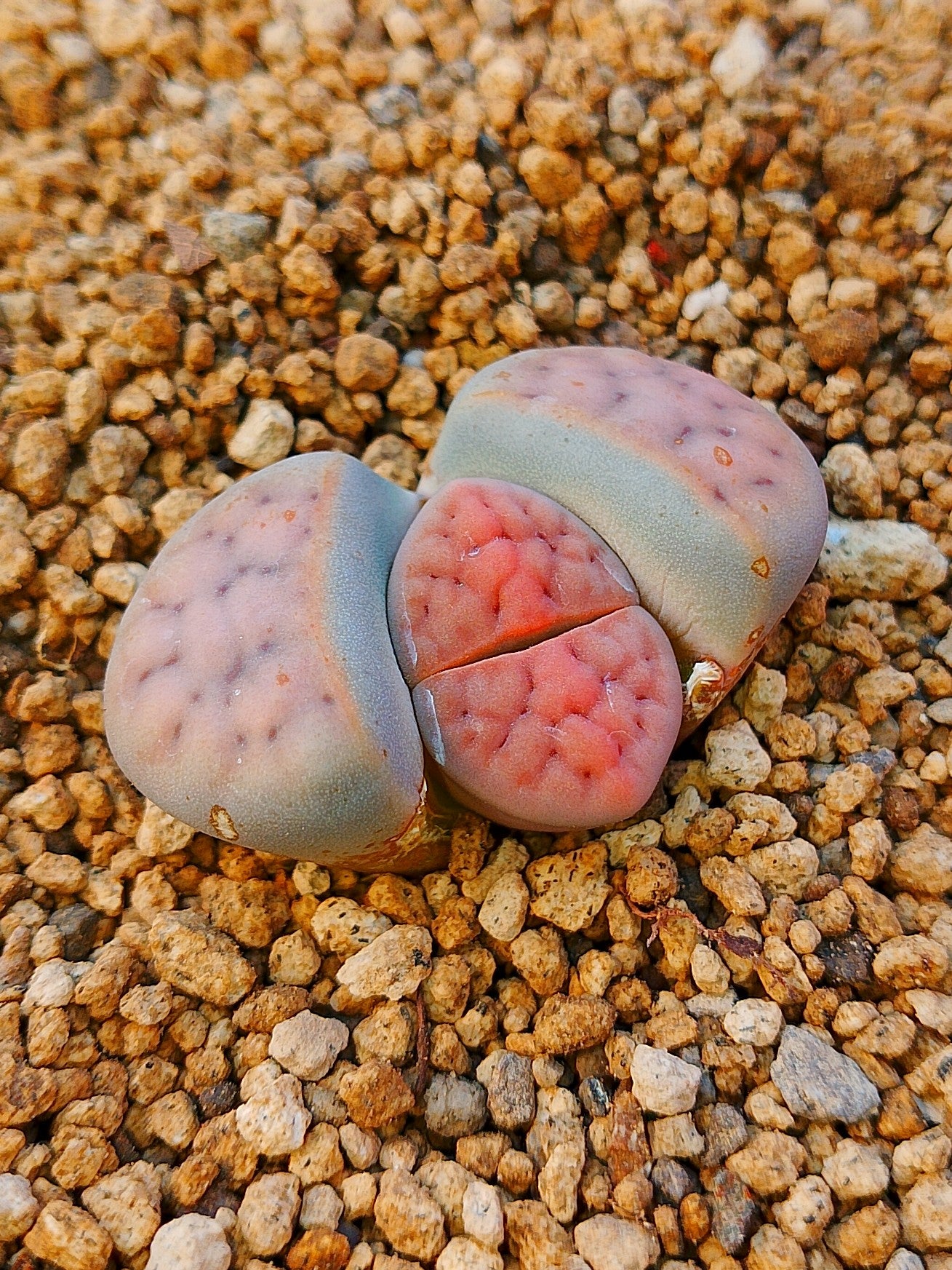 C225 	Lithops karasmontana ssp. karasmontana v. karasmontana