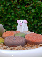 Paquete lithops Mix - Caldero puerquifantasma