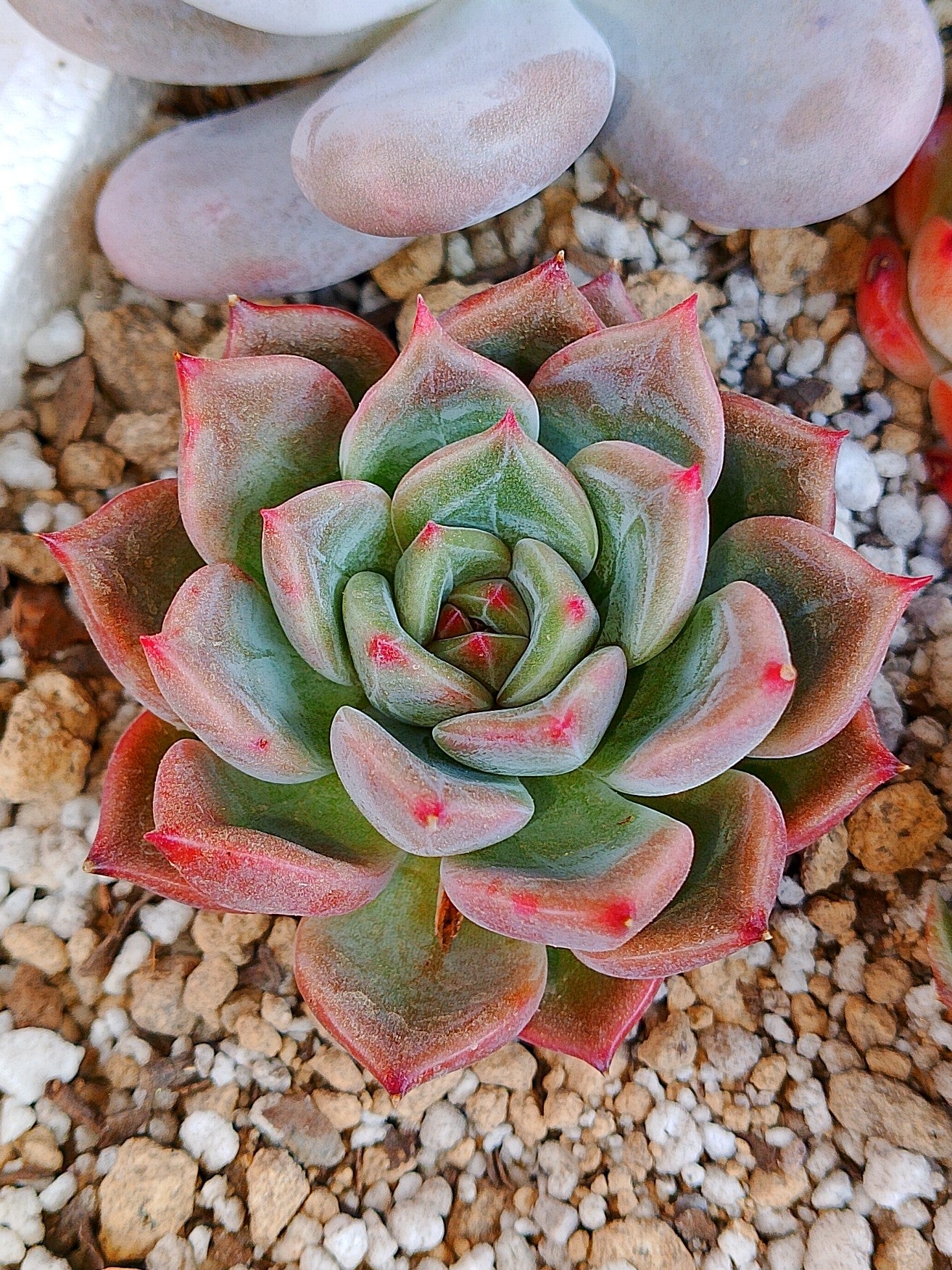 Echeveria Cindy