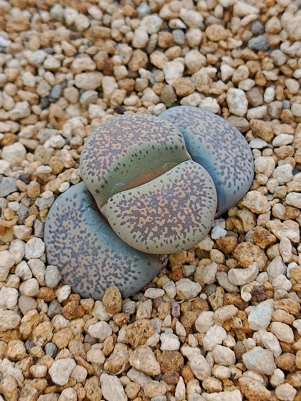 C132 Lithops terricolor