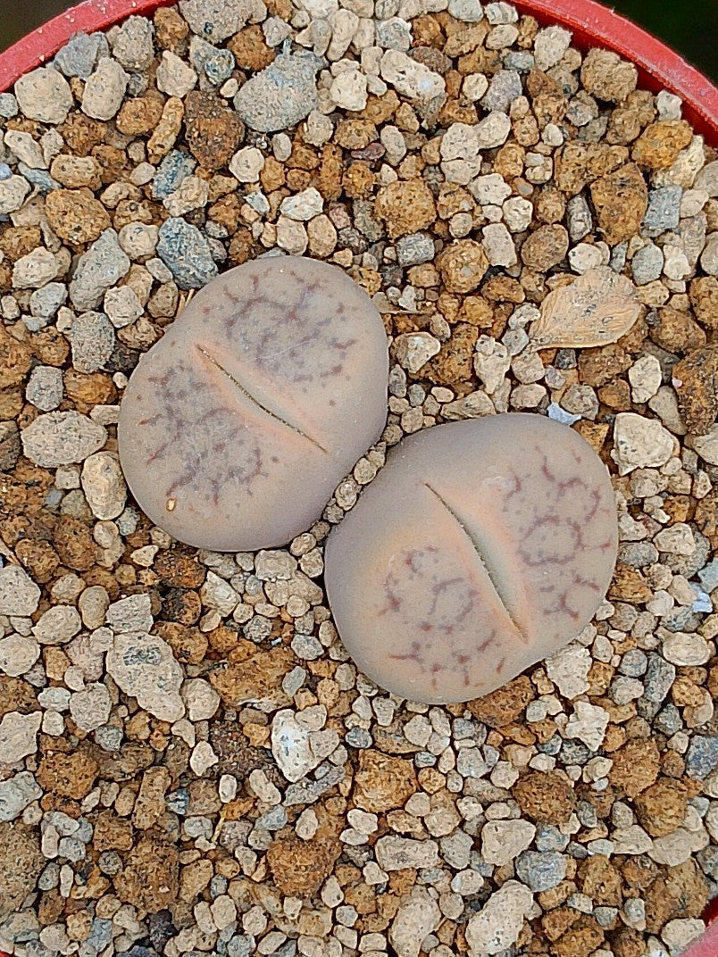 Lithops Pseudotruncatella | 2 cabezas