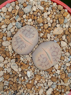 Lithops Pseudotruncatella | 2 cabezas