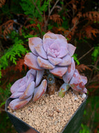 Echeveria Quetzalcoatlia Superba | maceta 4"