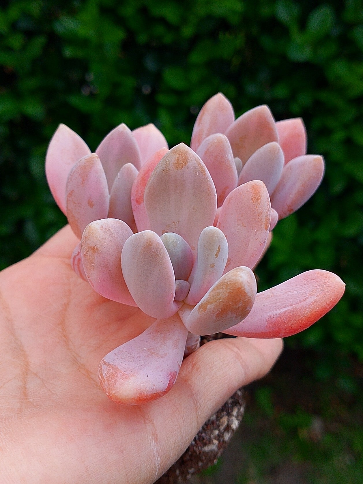 Pachyphytum pachyphytoides variegado