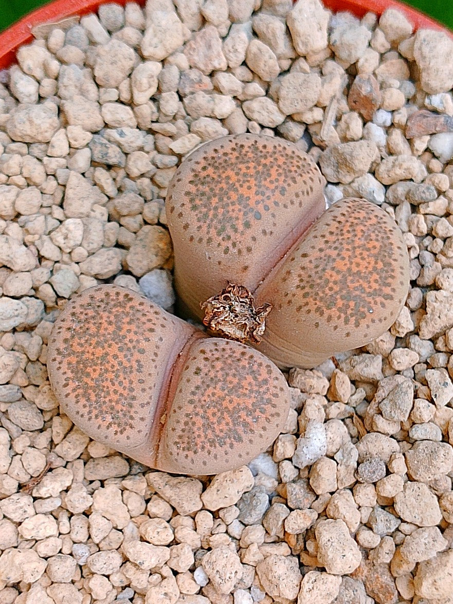 Lithops Terricolor | 2 cabezas