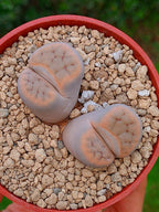 Lithops Schwantesii | 2 cabezas