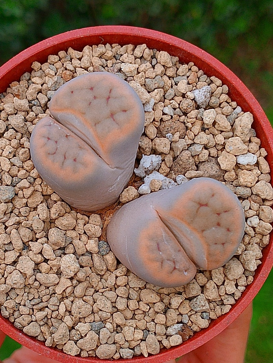 Lithops Schwantesii | 2 cabezas