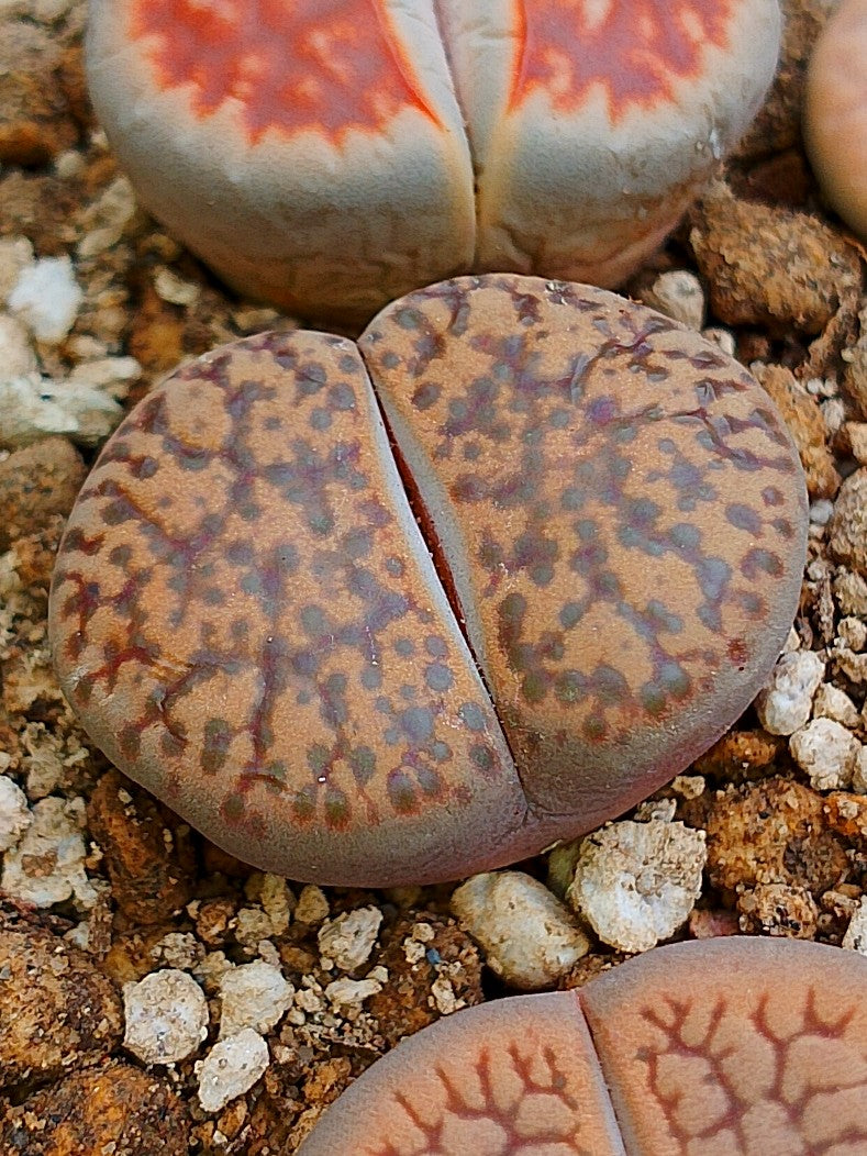 C348 	Lithops bromfieldii v. bromfieldii