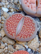 C098 	Lithops hallii v. ochracea