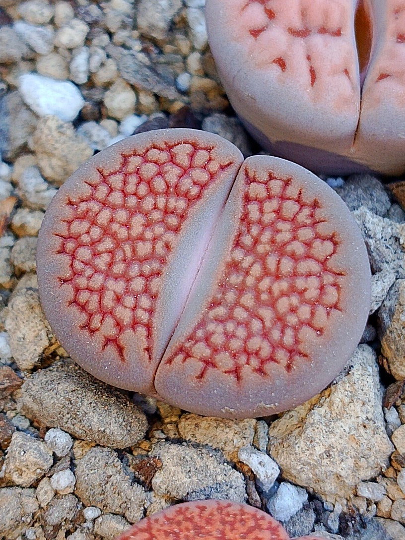 C098 	Lithops hallii v. ochracea