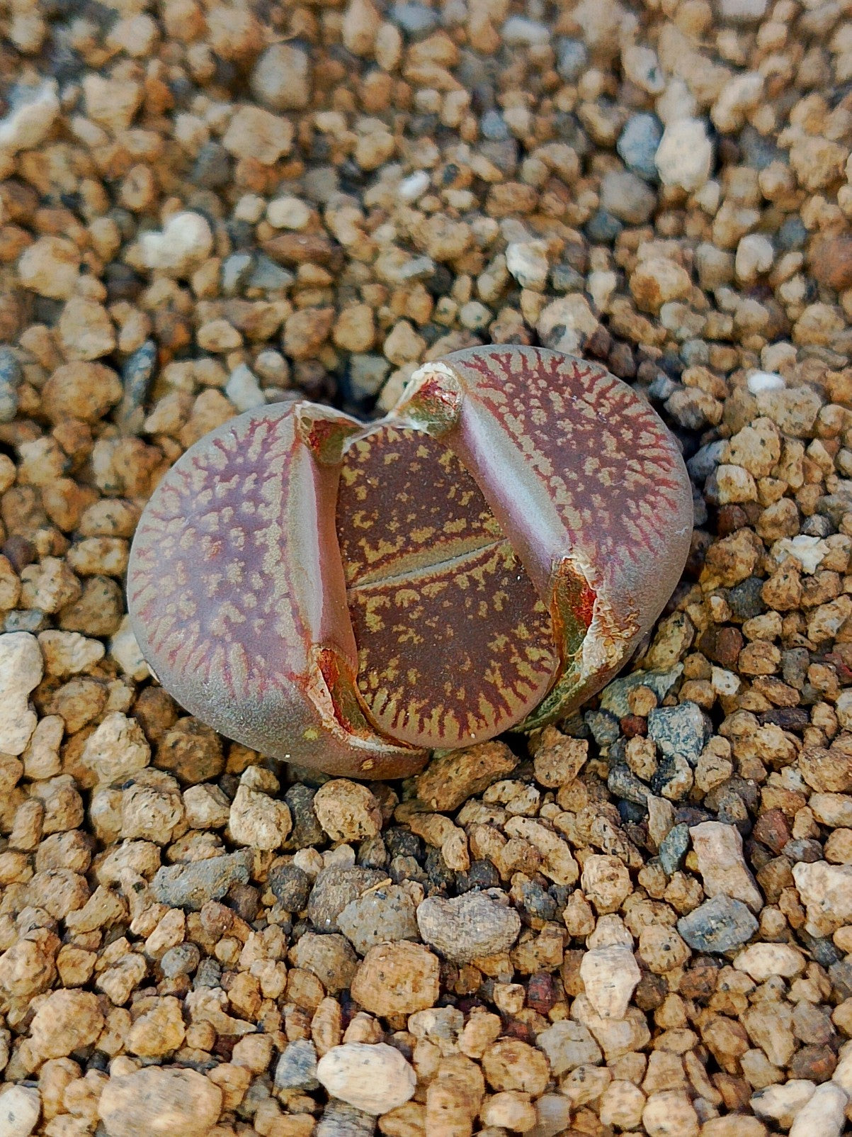 C054 	Lithops aucampiae ssp. euniceae v. fluminalis