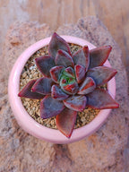 Echeveria Agavoides Zodiac Sign