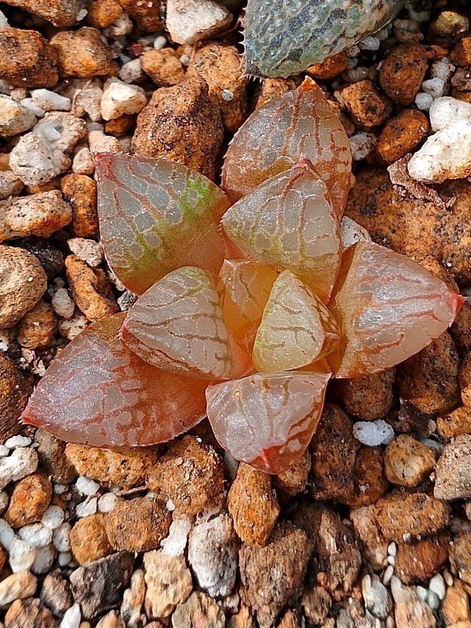 Haworthia RG P | maceta 2"