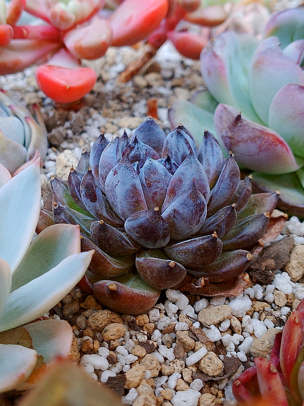 Echeveria Gemstone C