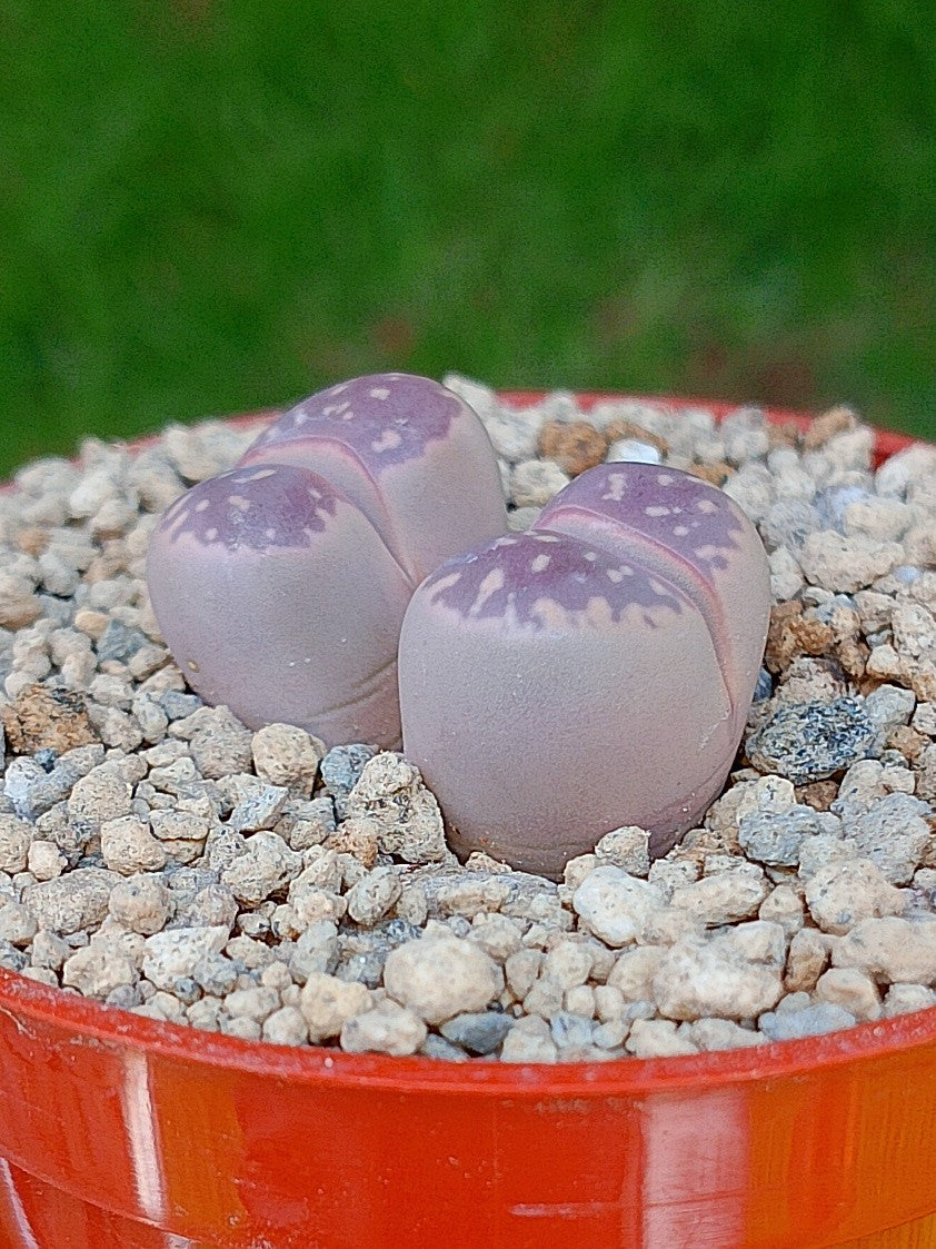 Lithops Olivacea var nebrownii 'Red olive' | 2 cabezas
