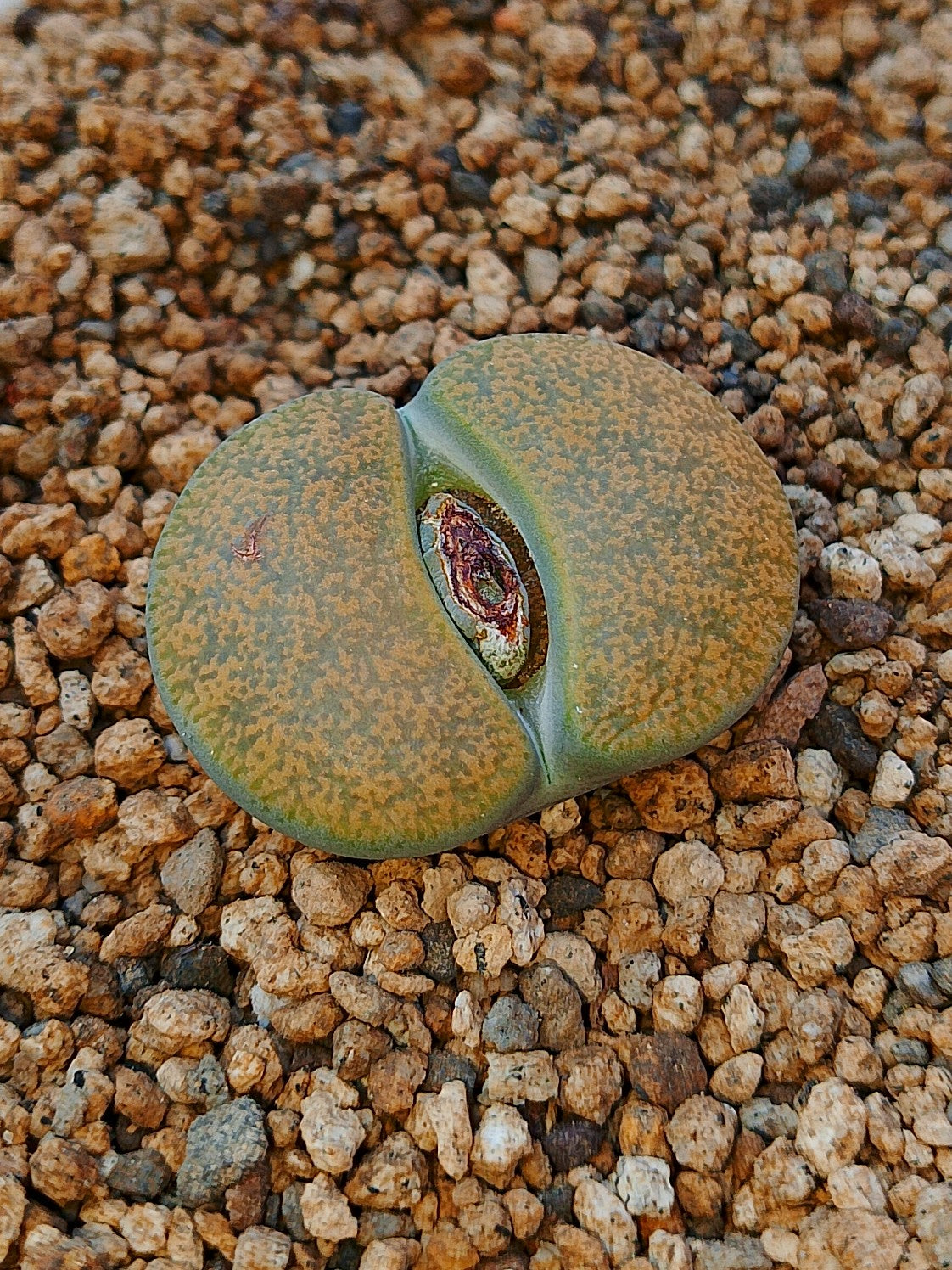 C036A 	Lithops lesliei ssp. lesliei v. lesliei 'Albinica'