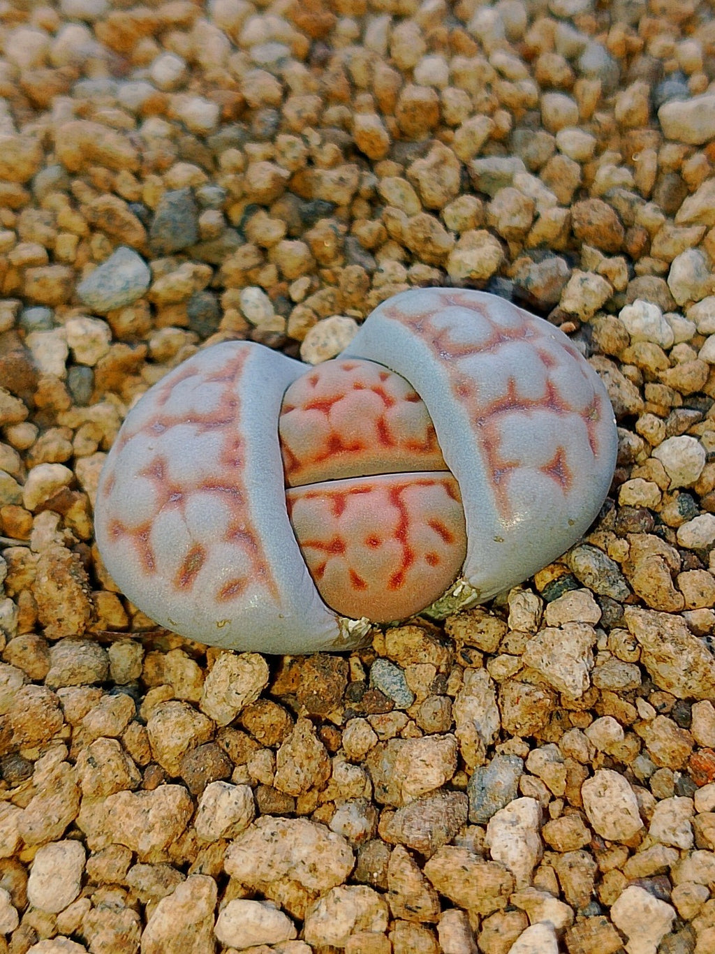 Lithops karasmontana var. aiaisensis 'Orange top'