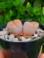 Lithops Karasmontana  | 2 cabezas
